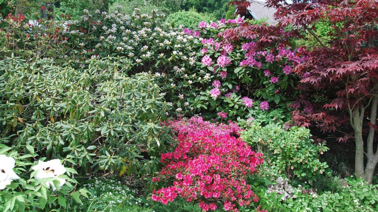 12 4 Rhododendron Blüte Bearbeitet 1