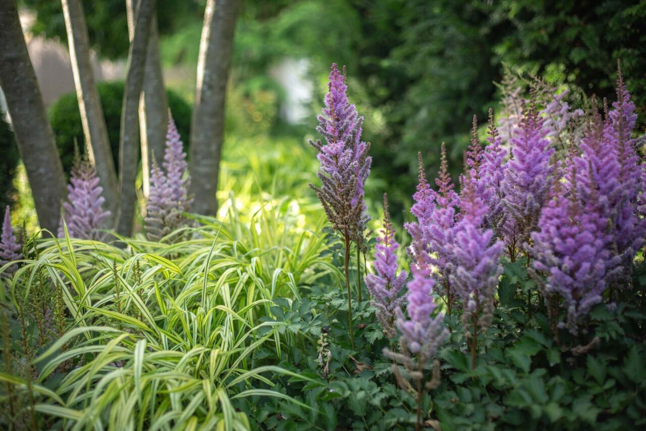 5 Schattengarten Gräser Stauden