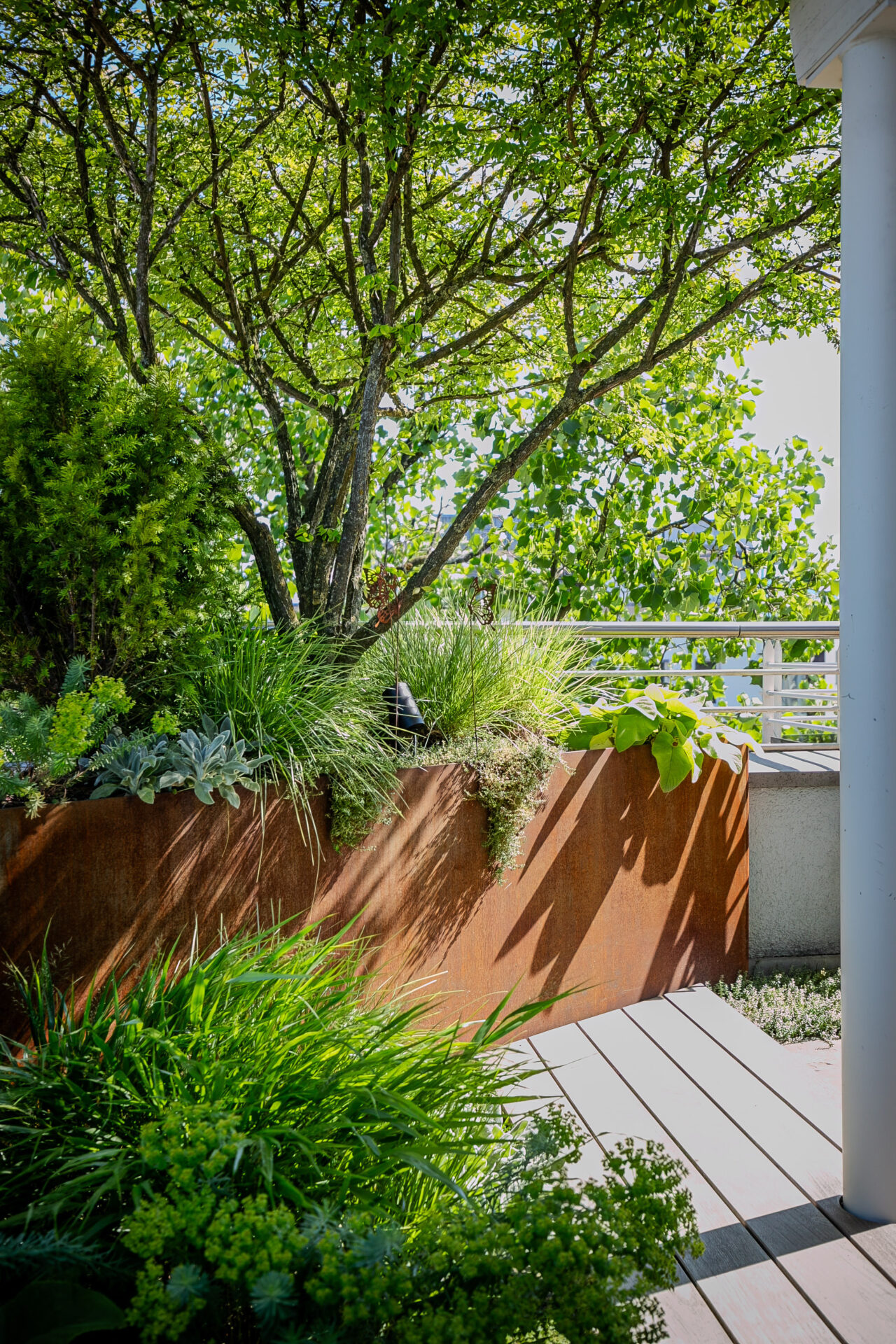 Lsla Landschaftsarchitektur Gestaltung Stahl Stauden Acer Palmatum Kriecher Hakonechloa Taxus 1
