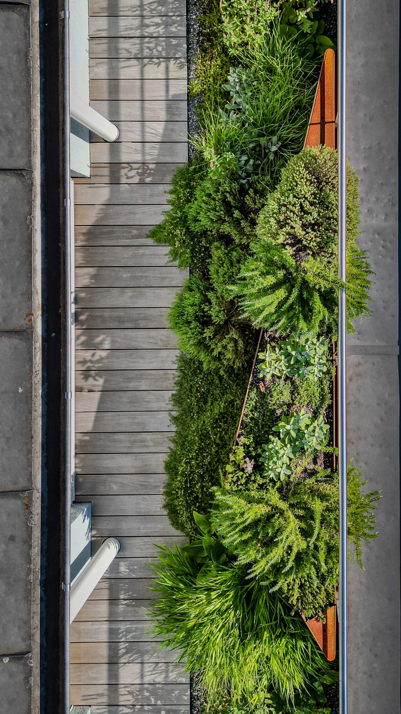Lsla Landschaftsarchitektur Gestaltung Stahl Stauden Kriecher Hakonechloa Taxus Rosmarin 3