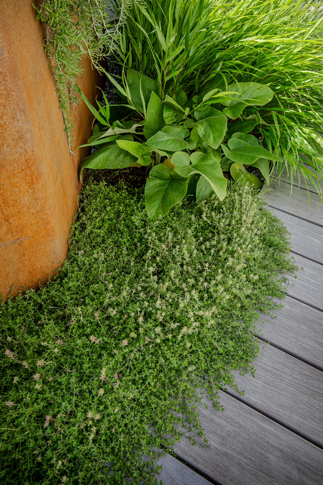 Lsla Landschaftsarchitektur Gestaltung Stahl Stauden Rost Kriecher Hakonechloa Thymus Phlomis