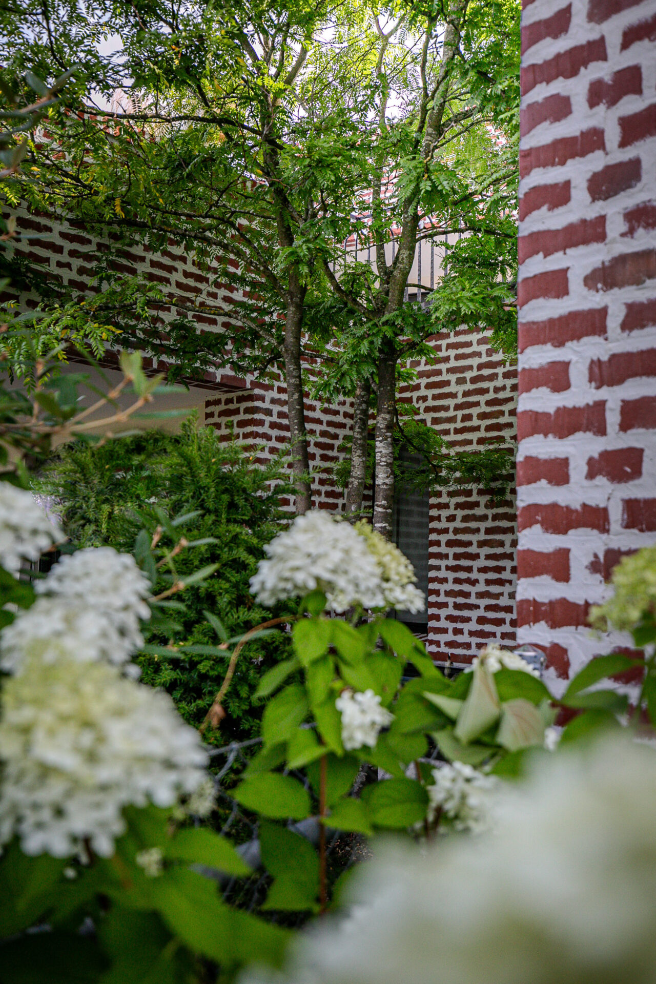 Lsla Garten Gestaltung Hydrangea Gleditsia Hortensie Weiss Lilie Grün 2